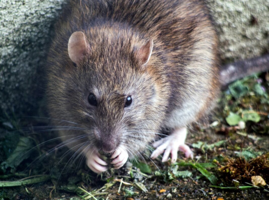 巨大ネズミ英国の危機：噛まれずに犬サイズのネズミを駆除する方法